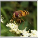 Epistrophe grossulariae - Grosse Wiesenschwebfliege m02.jpg